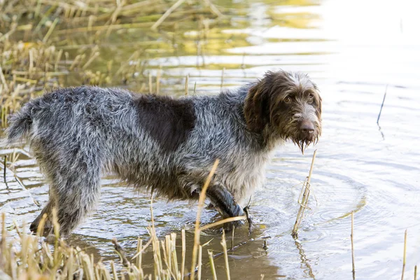 Hunting dog in pond — Stock Photo, Image