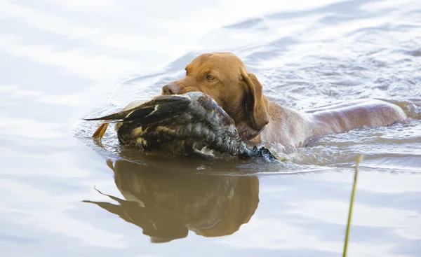 Охотничья собака с уловом — стоковое фото