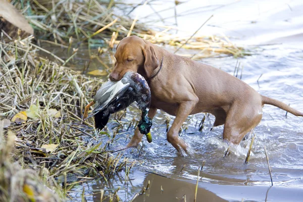 Hundejakt med fangst – stockfoto