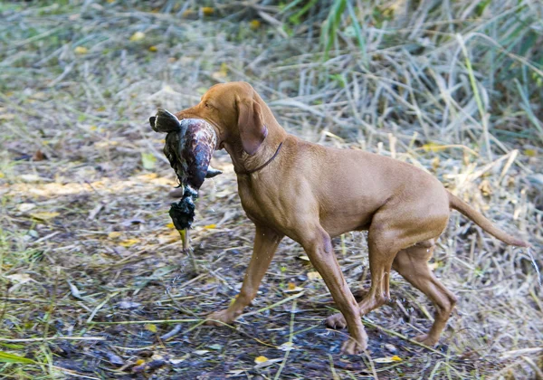캐치와 사냥개 — 스톡 사진