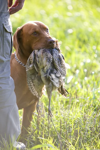 Cane da caccia con un fermo — Foto Stock