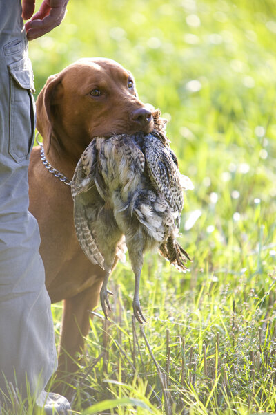 Hunting dog with a catch