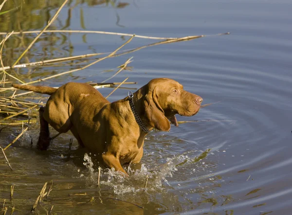 Perro de caza en estanque — Foto de Stock