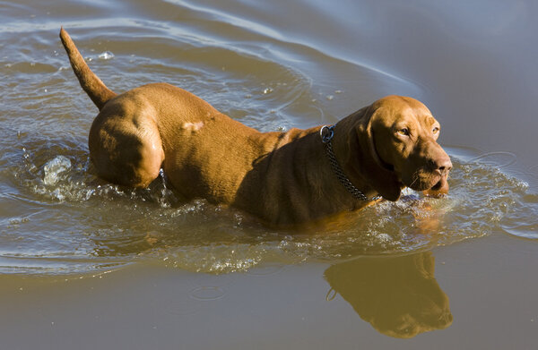Hunting dog in pond