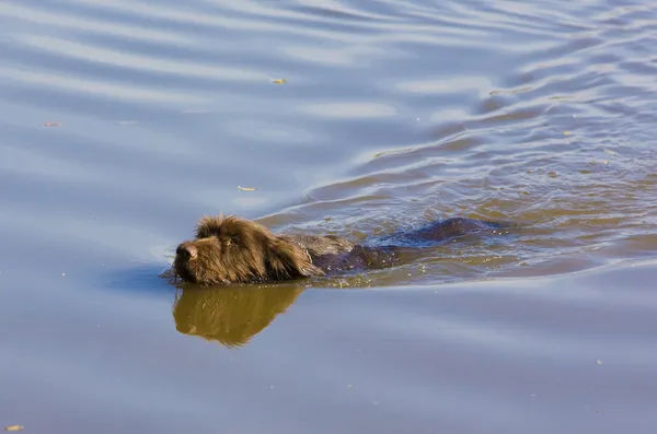 Охотничья собака в пруду — стоковое фото