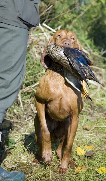Catch ile av köpeği — Stok fotoğraf