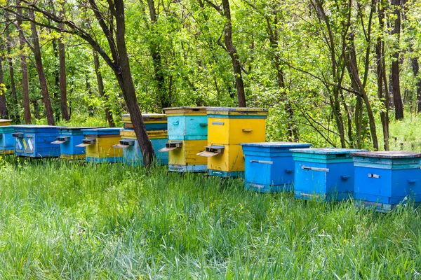 Včelín v lese — Stock fotografie