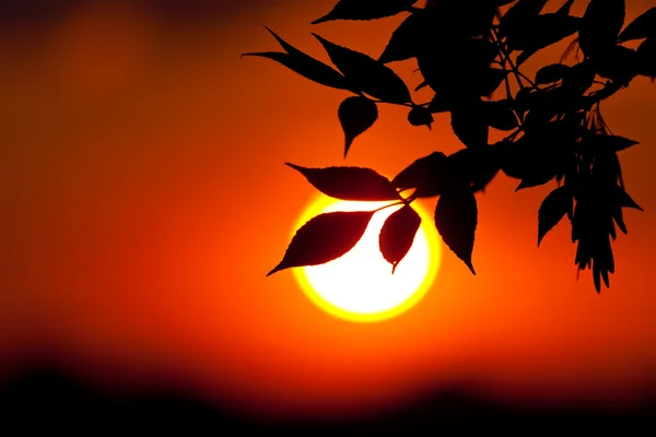 Brunch odaklanmamış güneş zemin üzerine — Stok fotoğraf