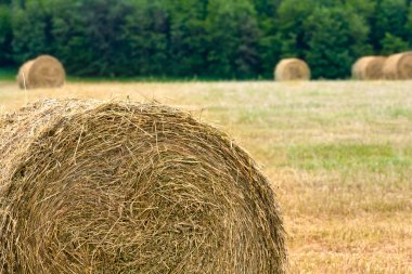 Haystacks on the filed