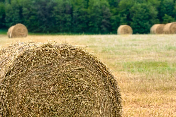 Haystacks on the filed — Stock Photo, Image