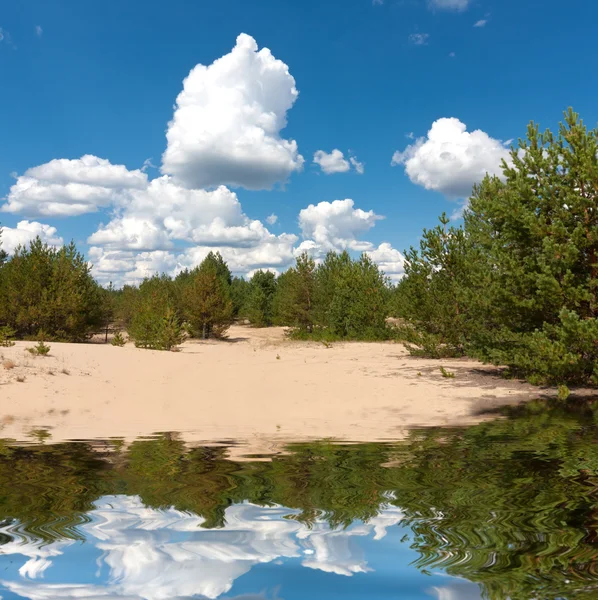 Lake in pine forest — Stock Photo, Image