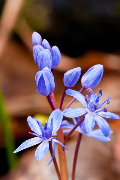 Nice wild hyacinth flower — Stock Photo, Image