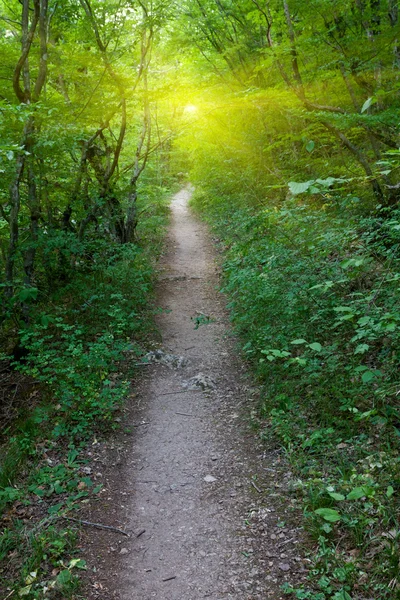 Pathway in park — Stock Photo, Image
