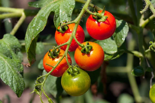 Krzak pomidorów — Zdjęcie stockowe