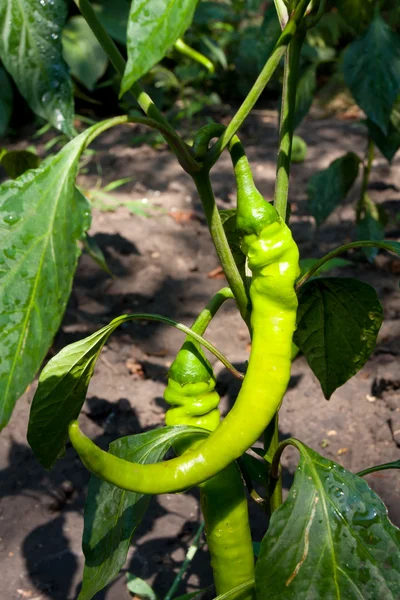 Arbusto de pimenta — Fotografia de Stock