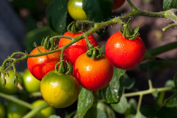 Tomat på köksträdgård — Stockfoto