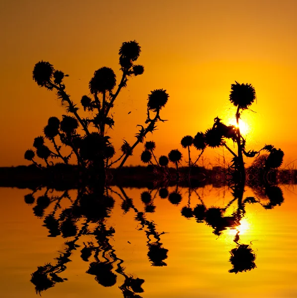 Dry plants on sunset background — Stock Photo, Image