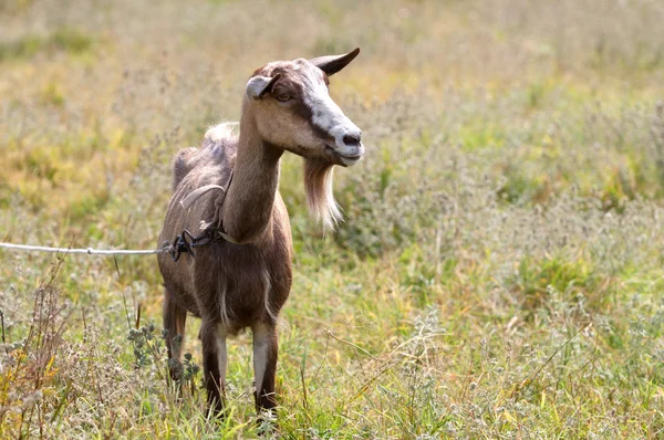 Смешная коза — стоковое фото
