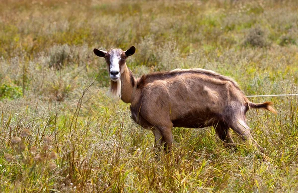 Koza v pastvinách — Stock fotografie