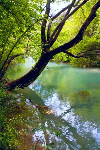 フォレスト内の川に架かる木 — ストック写真