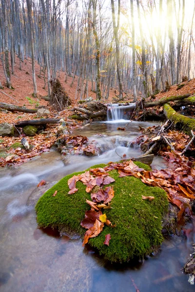 Brook το φθινόπωρο δάσος — Φωτογραφία Αρχείου