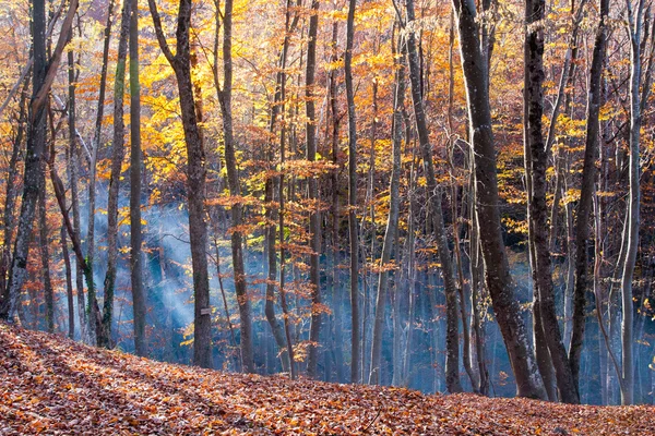 Autumn in beech forest — Stock Photo, Image