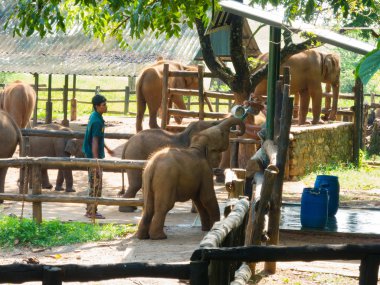 Feeding baby elephants clipart