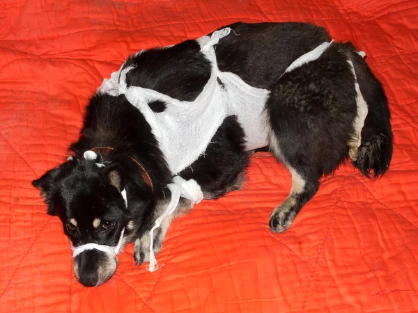 Mestizo perro se encuentra en el refugio —  Fotos de Stock