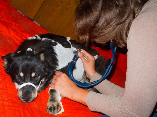 Ветеринар осматривает бродячую собаку — стоковое фото