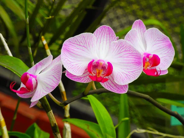 stock image Flowering orchids