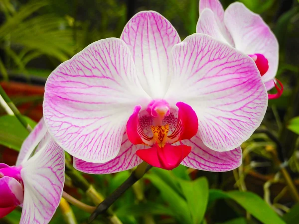 stock image Flowering orchids