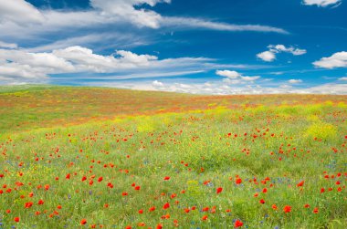 Meadow with poppies clipart