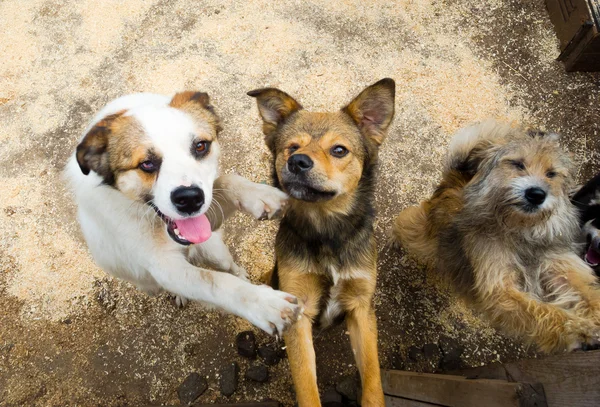 Cães rasteiros — Fotografia de Stock