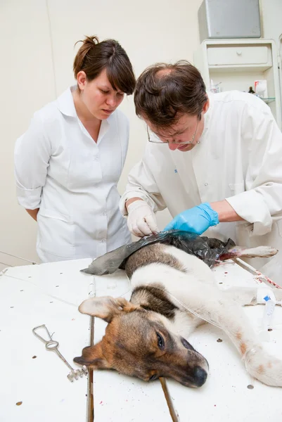 The veterinarian makes surgery — Stock Photo, Image