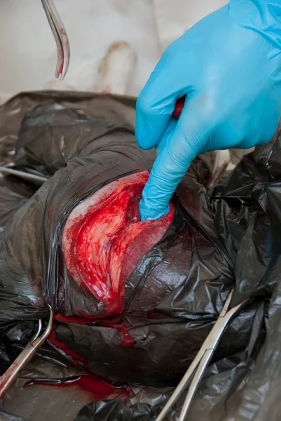 Kirurgiska snitt på kroppen av en hund — Stockfoto