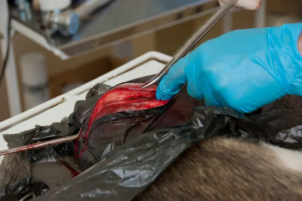 Хірургічний розріз на тілі собаки — стокове фото