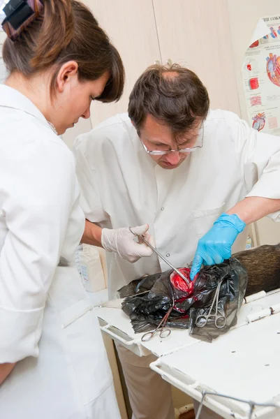 Der Tierarzt führt eine Operation durch — Stockfoto