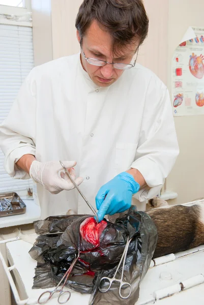 Veterinario hace cirugía — Foto de Stock