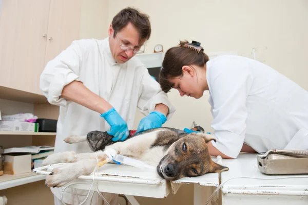 Κτηνίατρος κάνει χειρουργική επέμβαση — Φωτογραφία Αρχείου