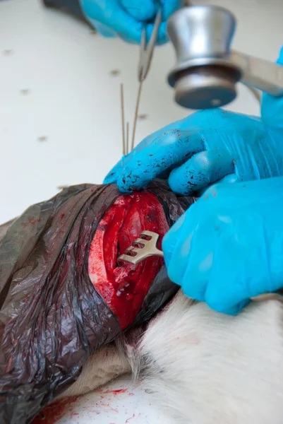 Incisão cirúrgica no corpo de um cão — Fotografia de Stock