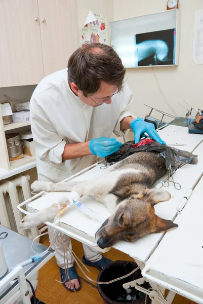 Tierarzt macht Operation — Stockfoto