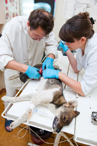 Ветеринар робить операцію — стокове фото