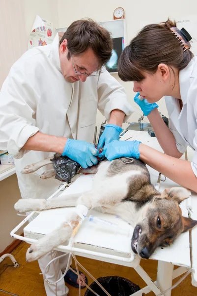 Ο κτηνίατρος κάνει χειρουργική επέμβαση — Φωτογραφία Αρχείου