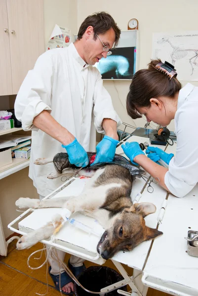 Állatorvos teszi műtét — Stock Fotó