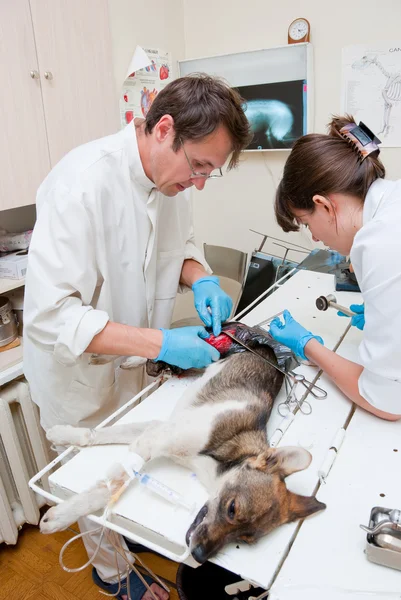 O veterinário faz cirurgia — Fotografia de Stock