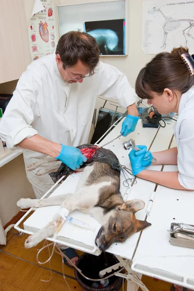 Il veterinario fa chirurgia — Foto Stock