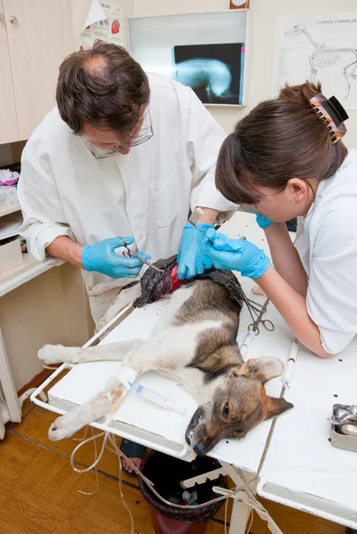 Ветеринар робить операцію — стокове фото