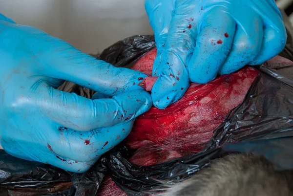 Incision chirurgicale sur le corps d'un chien — Photo
