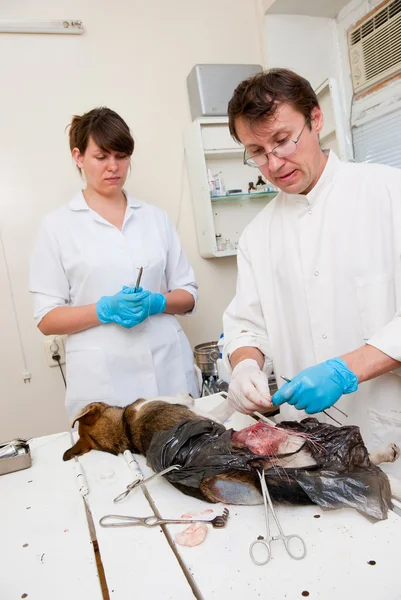 El veterinario hace la cirugía — Foto de Stock