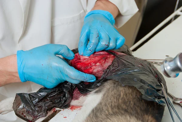 Хирургический надрез на теле собаки — стоковое фото